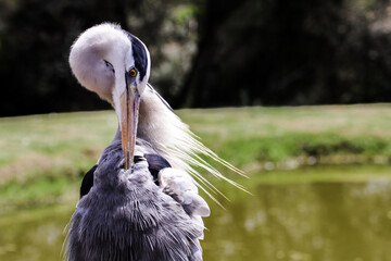 Close-up of  a Blue Crane preening itself in the Eastern Cape, South Africa.