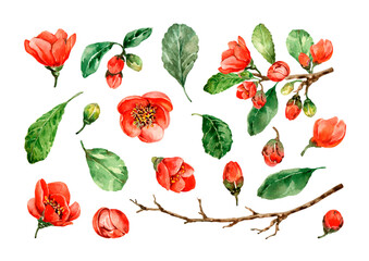 Set of orange begonia flowers, red blooming camellia flowers, flowering branches, buds, green leaves. Hand-drawn watercolor isolated elements on a white background for wedding invitations, postcards.