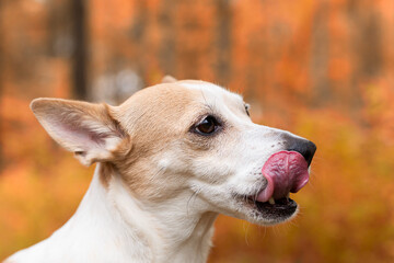 Jack Russell Terrier, a small playful dog in nature in autumn. Close-up