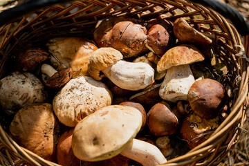 Mushrooms. Basket with mushrooms. Close-up.