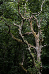 Dead Tree in a woods