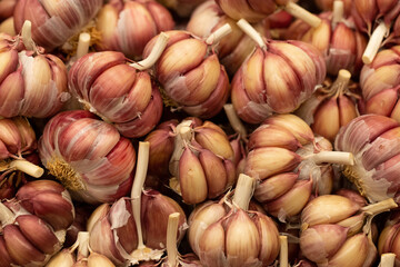 Garlic - Edward Annibelli