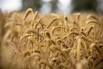 Fototapeta na wymiar Golden Wheat Field 