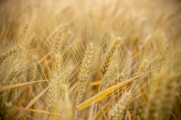 Golden Wheat Field 