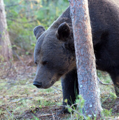 Fototapeta premium Photo of a brown bear in Finland