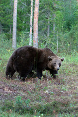 Photo of a brown bear in Finland