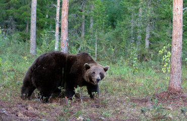 Obraz na płótnie Canvas Photo of a brown bear in Finland