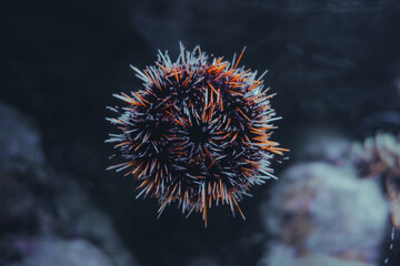 Sea urchin