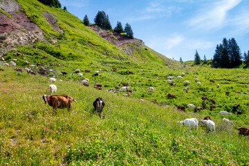 Goats in a field. The Grand-Bornand, France