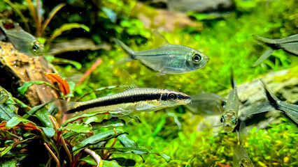 The Siamese Algae-eater (Crossocheilus oblongus) with Costae Tetra (Moenkhausia costaea). Flock of fish in the green home aquarium with Bucephalandra and Micranthemum plants. 