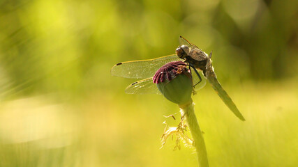 Dragonfly on flower