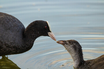 Eurasian coot with a chick 
