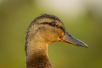 Mallard female duck
