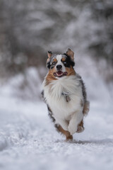Marbled Australian Shepherd dog running through snowdrifts against the backdrop of a winter forest. Action dog