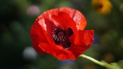 red poppy flower
