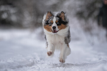 Marbled Australian Shepherd dog running through snowdrifts against the backdrop of a winter forest. Action dog