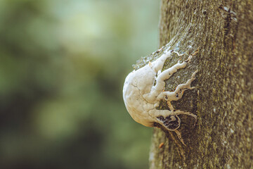 White little polypore