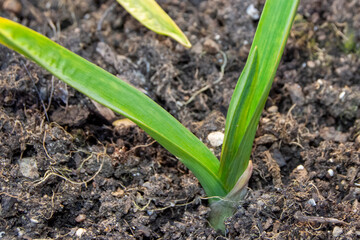 Brote de planta de jardín