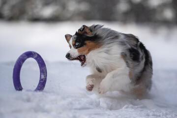 Marbled Australian Shepherd dog playing with a purple toy ring in the snowdrifts against the backdrop of a winter forest. Crazy action dog