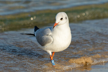 Fototapeta premium Black headed gull