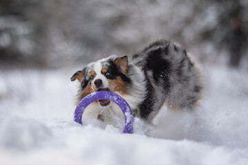 Marbled Australian Shepherd dog playing with a purple toy ring in the snowdrifts against the backdrop of a winter forest. Crazy action dog