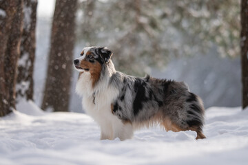 Marbled Australian Shepherd among falling snowflakes against the backdrop of a winter forest