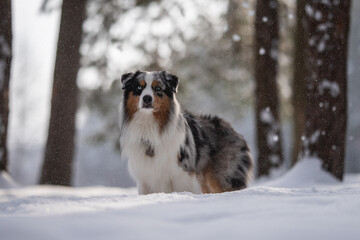 Marbled Australian Shepherd among falling snowflakes against the backdrop of a winter forest