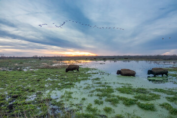Bison grazing with wintering Sandhill Cranes flying overheadLa Chua Sink at Paynes Prairie State...