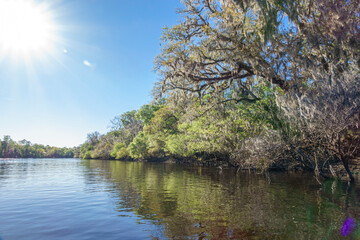 Suwannee River shoreline, Gilchrist County florida