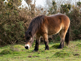Exmoor Pony Grazing.