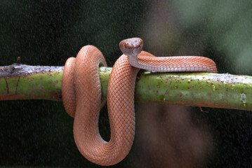 Mangrove pit viper coiled around a tree branch