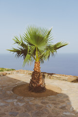 Palma a Pantelleria