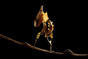 Devil's praying mantis in black background
