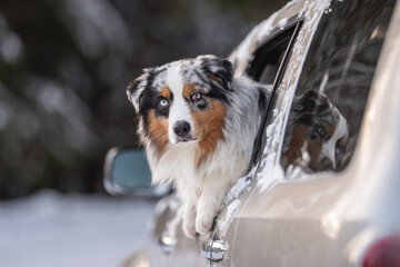 Marbled Australian Shepherd in the car window against the backdrop of a winter forest
