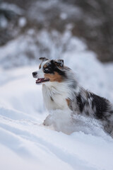 Marbled Australian Shepherd dog running through snowdrifts against the backdrop of a winter forest. Action dog