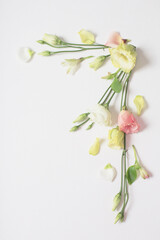 spring beautiful flowers on white background