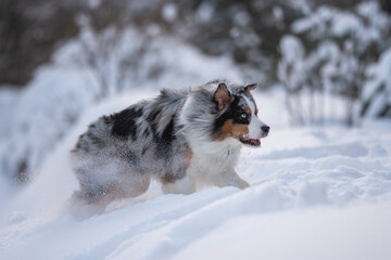 Marbled Australian Shepherd dog running through snowdrifts against the backdrop of a winter forest. Action dog