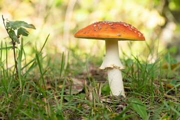 Beautiful perfect large and open amanita muscaria with copy text room in fall light in the forest known as the fly agaric or amanita