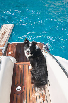 Happy border collie dog on the deck of yacht