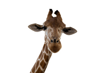 face of a giraffe looking at the camera, isolated