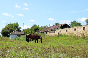 Plakat horse on a meadow