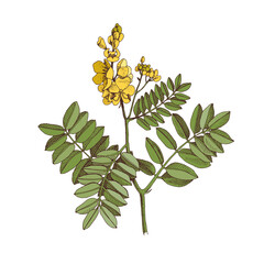 Hand-drawn Alexandrine senna. Medicinal herb