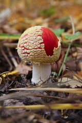 blurred macro photography of red mushroom in the forest, poisonous fly agaric