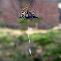 spider in the web