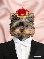 Yorkshire terrier dressed like royal person against pink background