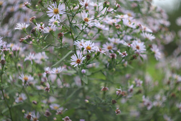 flowers in the field
