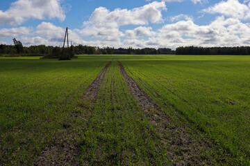 Fototapeta na wymiar lavender field in the Latvia