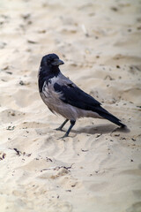 crow bird on the beach