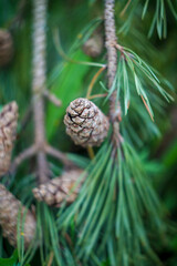 pine cones on a tree