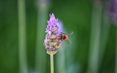 The beauty of the lavender flower.